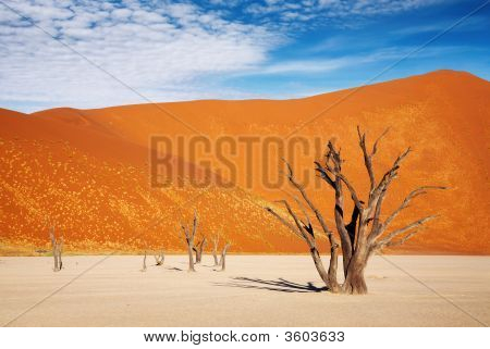 Désert du Namib