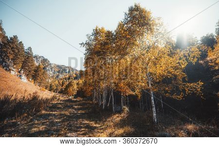 An Autumn Evening Mountain Scenery With Yellowed Birch Trees And Pines, Country Lane, The Meadow Ove