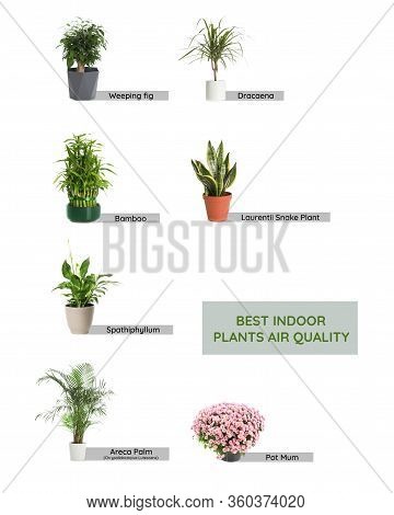 Set Of Best House Plants For Air Quality Improvement On White Background