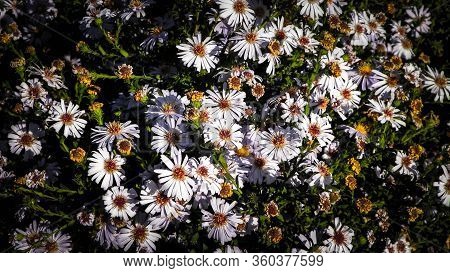 Gerbera Flowers As Nature Background. Daisy Gerbera Flowers, Summer Nature.