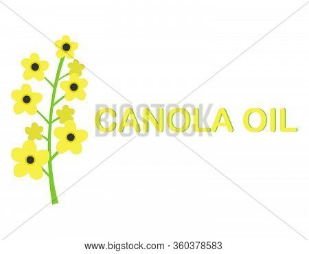 Rape Seeds And Flowers - Rape Oil - Isolated Vector Illustration