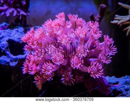 Pink Goniopora (flowerpot Coral - Lps Coral) In A Reef Aquarium