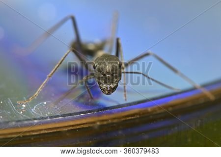 Insect Black Garden Ant Working Individuals Wingless On The Surface Of A Dvd Disc