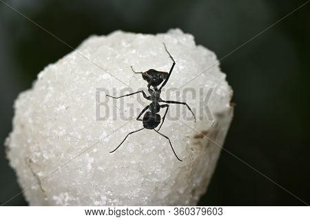 Insect Black Garden Ant Working Individuals Wingless On The Surface Of Salt Crystals