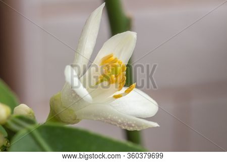 Delicate White With A Purple-pink Shade Flower Of Citrus Plant Meyer Lemon, C. Meyeri. Citrus Blosso