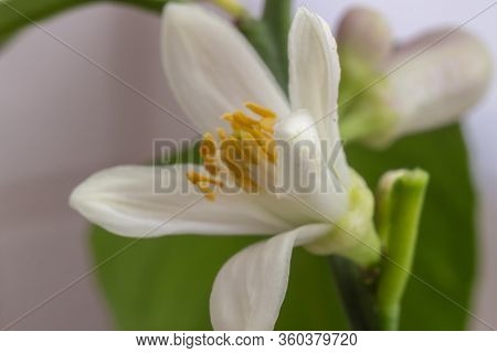 Delicate White With A Purple-pink Shade Flower Of Citrus Plant Meyer Lemon, C. Meyeri. Citrus Blosso
