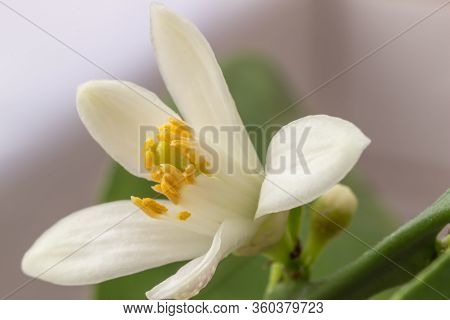 Delicate White With A Purple-pink Shade Flower Of Citrus Plant Meyer Lemon, C. Meyeri. Citrus Blosso