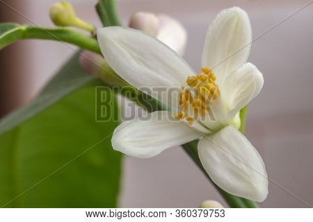Delicate White With A Purple-pink Shade Flower Of Citrus Plant Meyer Lemon, C. Meyeri. Citrus Blosso