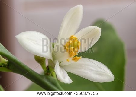 Delicate White With A Purple-pink Shade Flower Of Citrus Plant Meyer Lemon, C. Meyeri. Citrus Blosso
