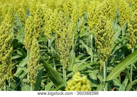 Selective Soft Focus Of Sorghum Field In Sun Light