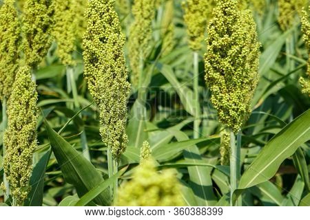 Selective Soft Focus Of Sorghum Field In Sun Light