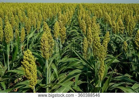 Selective Soft Focus Of Sorghum Field In Sun Light