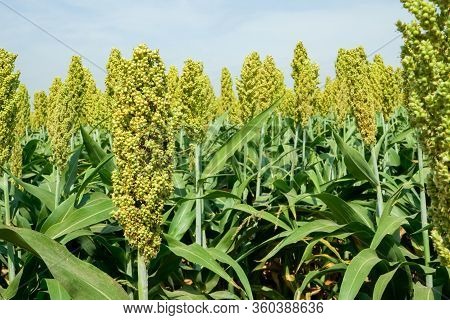 Selective Soft Focus Of Sorghum Field In Sun Light