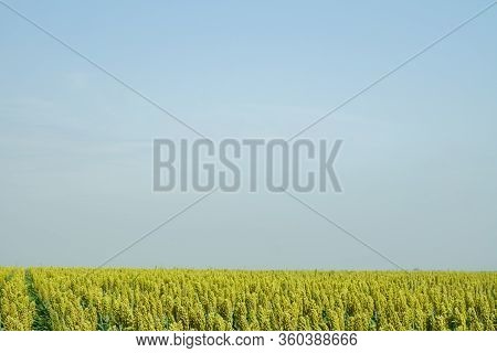 Selective Soft Focus Of Sorghum Field In Sun Light