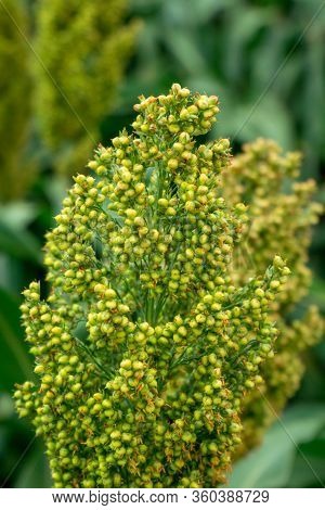 Selective Soft Focus Of Sorghum Field In Sun Light