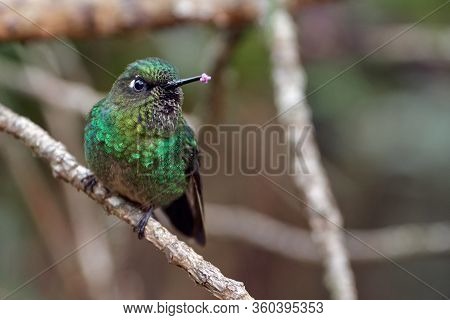 Small Green Hummingbird Perched On A Tiny Branch In The Forest