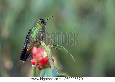 Small Green Hummingbird Perched On A Red Flower