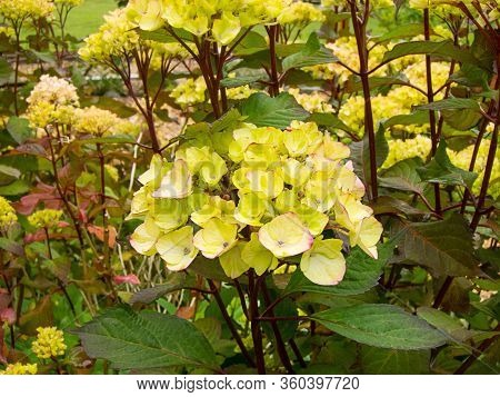 Mophead Hydrangea Flower Prezoisa Variety In A Summer Garden.  This Hydrangea Is A Rare Yellow Color