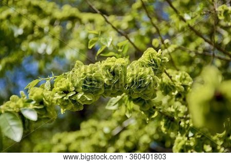 Rough Elm Blossoms, Sunny Day. Close-up Horizontal Photo. Selective Focus.