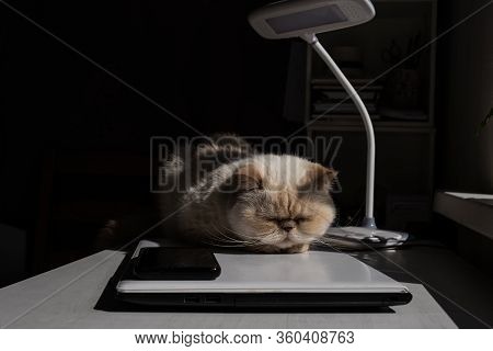 Home Office. A White Desk With A Table Lamp. Adorable Beige Domestic Cat Lit By The Sunlight Is Slee