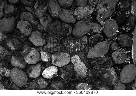 Pile of rotting potatoes waste. Heap of rotten potatoes cornered. Composting concept