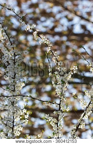 Cherry Plum Branches With White Flowers And Young Leaves, Spring Concept.