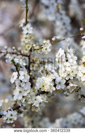 Cherry Plum Branches With White Flowers And Young Leaves, Spring Concept.