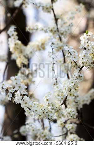 Cherry Plum Branches With White Flowers And Young Leaves, Spring Concept.