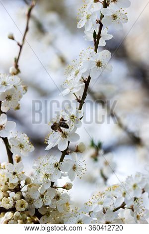 Cherry Plum Branches With White Flowers And Young Leaves, Spring Concept.