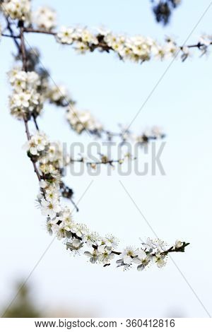 Cherry Plum Branches With White Flowers And Young Leaves, Spring Concept.