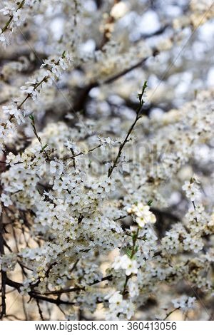 Cherry Plum Branches With White Flowers And Young Leaves, Spring Concept.