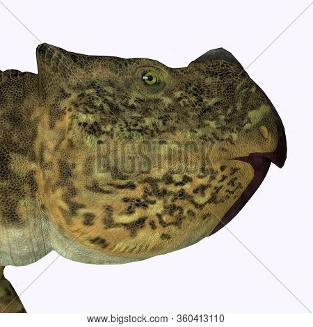Udanoceratops Dinosaur Head 3d Illustration - Udanoceratops Was A Herbivorous Ceratopsian Dinosaur T