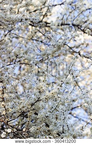 Cherry Plum Branches With White Flowers And Young Leaves, Spring Concept.