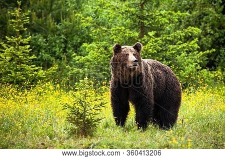 Majestic Brown Bear Male Looking Away In Springtime