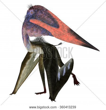 Zhejiangopterus Pterosaur Walking 3d Illustration - Zhejiangopterus Was A Carnivorous Pterosaur Rept