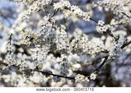 Cherry Plum Branches With White Flowers And Young Leaves, Spring Concept.