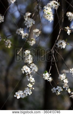 Cherry Plum Branches With White Flowers And Young Leaves, Spring Concept.