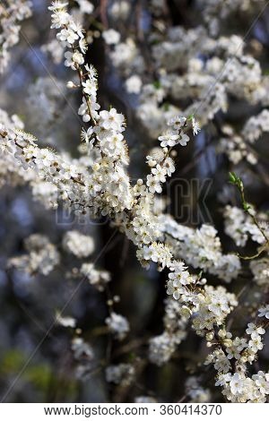 Cherry Plum Branches With White Flowers And Young Leaves, Spring Concept.