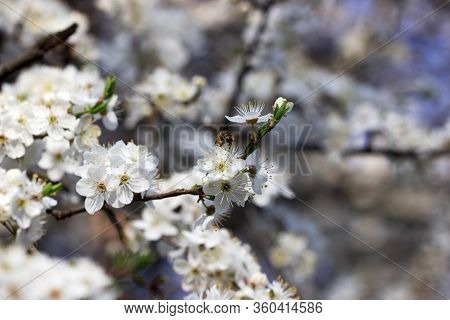 Cherry Plum Branches With White Flowers And Young Leaves, Spring Concept.