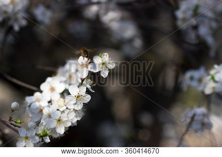 Cherry Plum Branches With White Flowers And Young Leaves, Spring Concept.