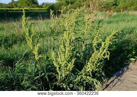 Horse Sorrel During The Flowering Period. Rumex Confertus. Horse Sorrel On The Side Of A Rural Road.