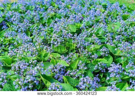 Blue Flowers Of Forget-me-not Brunner On The Background Of Green Leaves.