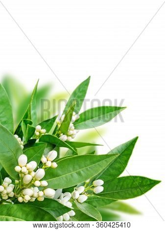 Orange Flowers Corner Isolated On White. Neroli Blossom. White Buds And Green Leaves.