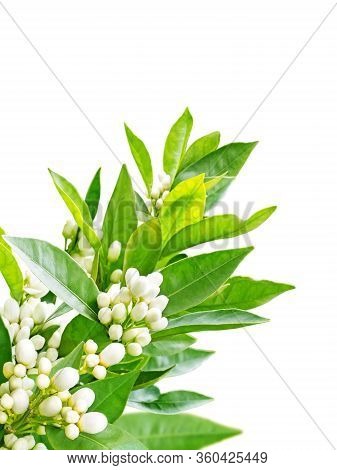 Orange Tree Flowers Branch In The Corner Isolated On White. Neroli Blossom. White Buds And Green Lea