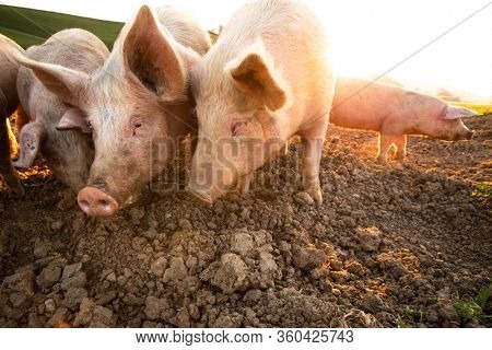 Pigs eating on a meadow in an organic meat farm - wide angle lens shot