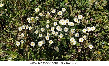 Common Daisy, English Daisy, Bellis Perennis, Herbaceous Perennial With Rosette Of Spoon Shaped Leav