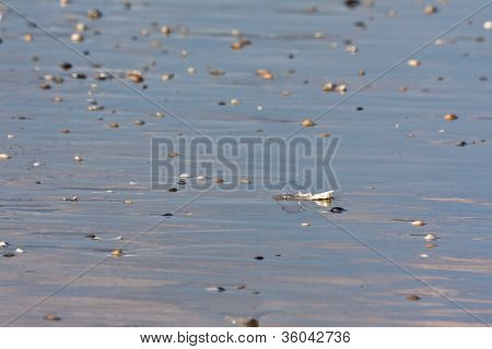 Bulle sur une plage de Wet