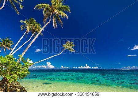 Vibrant tropical beach with palm trees, Upolu, Samoa.