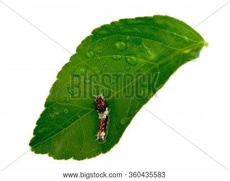 View Of A Papilio Aegeus, A Large Citrus Butterfly, Early Instar Caterpillar On A Citrus Tree Leaf