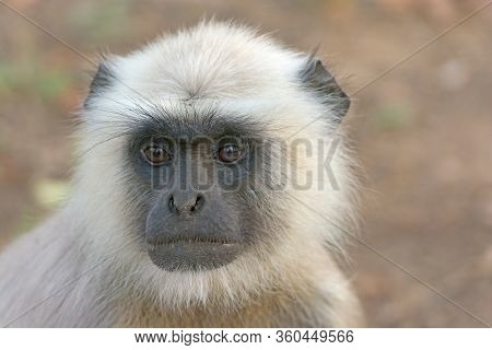 Close Up Of A Gray Langur In Kanha National Park  In India